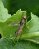 Dichetophora obliterata